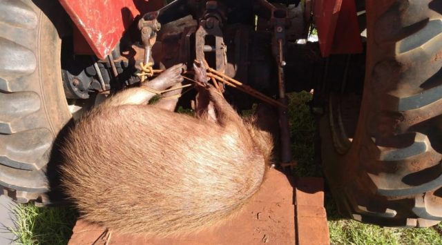 Homem é autuado após abate de capivara no Tietê