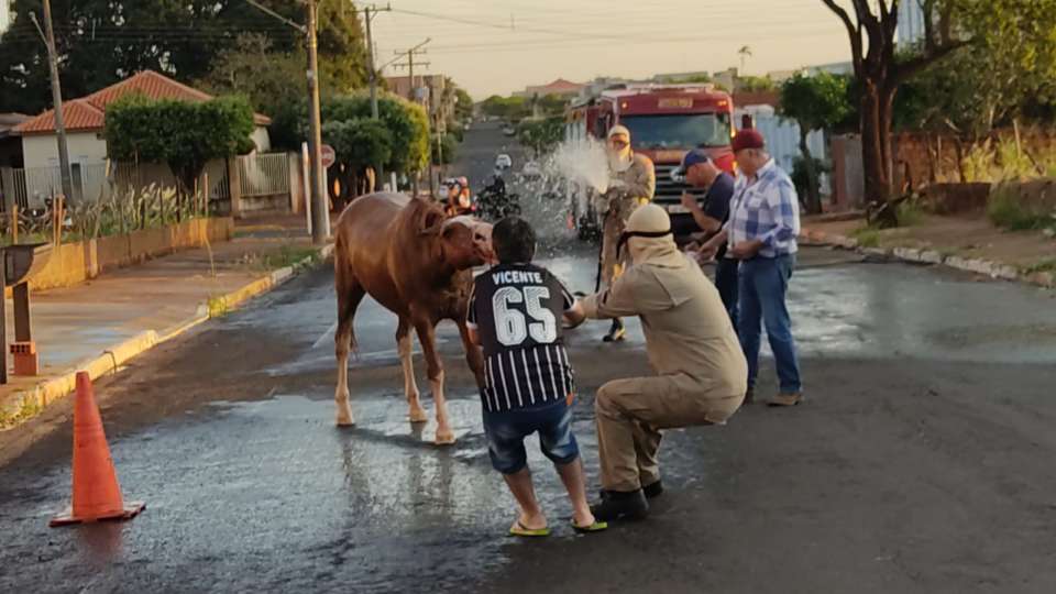 Ataque de abelhas mata dois cavalos e um cachorro CompreRural