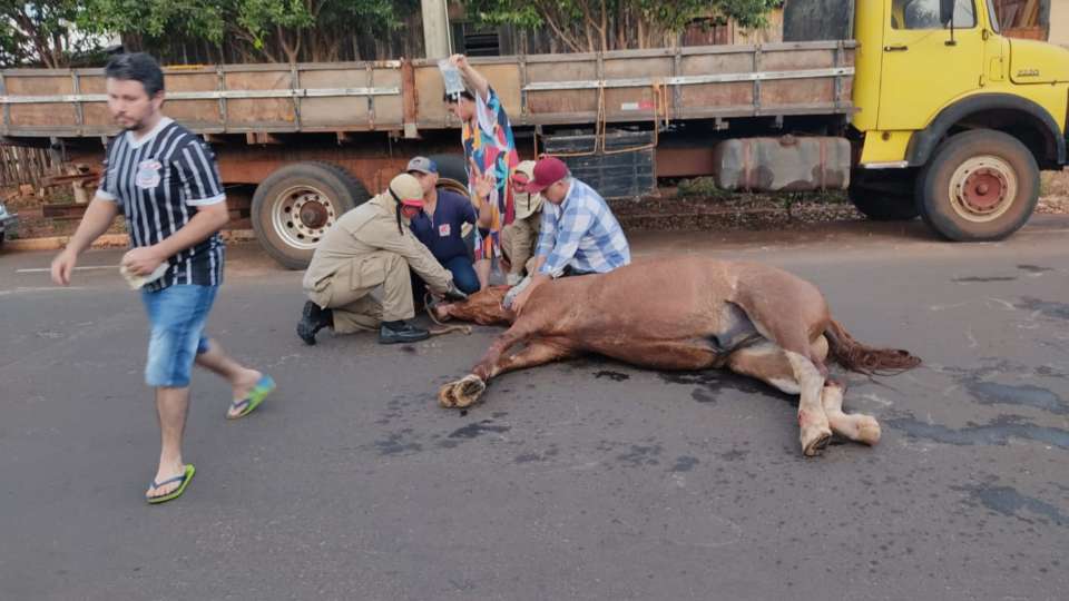 Ataque de abelhas mata cavalo em Ribeirão Preto - A Crítica de Campo Grande